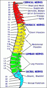 Spinal Diagram